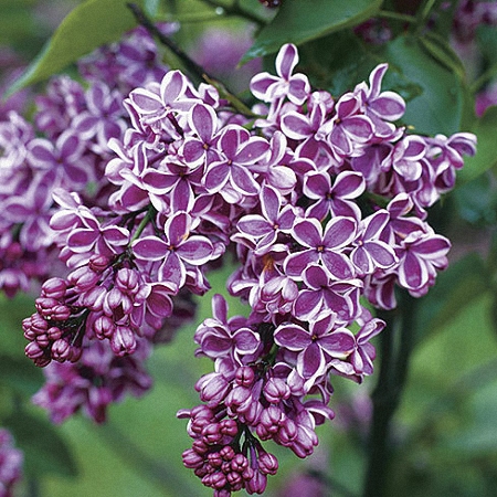Lilac Sensation *2buds/stem*