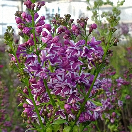 Lilac Sensation *4buds/stem*