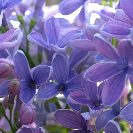 Lilac Wedgwood *4buds/stem*